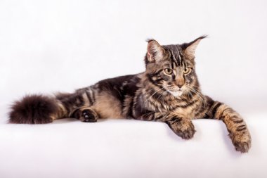 Beyaz arka planda maine Rakun Kedisi 