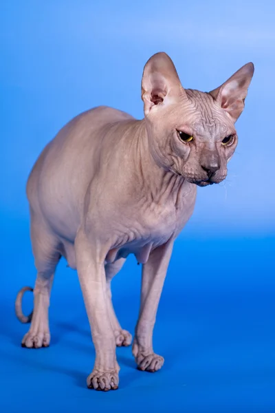 Sphynx cat na niebieskim tle — Zdjęcie stockowe