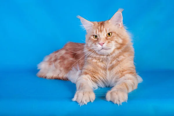 Red cat Maine Coon on blue background — Stock Photo, Image