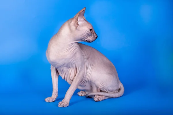 Sphynx cat na niebieskim tle — Zdjęcie stockowe