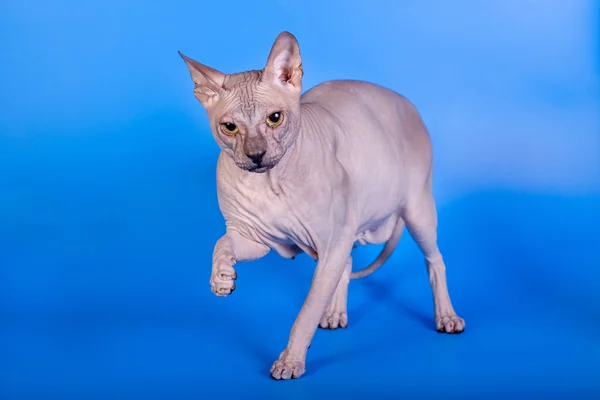 Sphynx cat na niebieskim tle — Zdjęcie stockowe