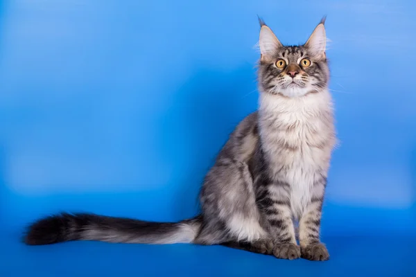 Maine coon kedi mavi bir arka plan üzerinde — Stok fotoğraf