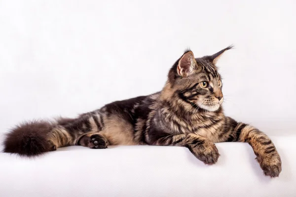 Maine Coon cat on white background — Stock Photo, Image