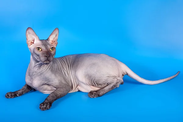 Sphynx cat na niebieskim tle — Zdjęcie stockowe