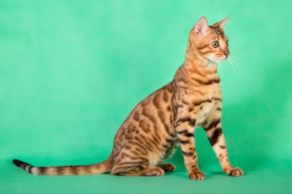 Bengal cat on a green background — Stock Photo, Image