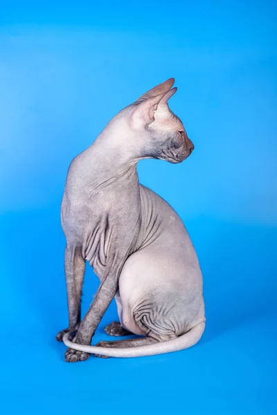 Sphynx cat na niebieskim tle — Zdjęcie stockowe