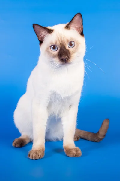 Tajski kot na niebieskim tle — Zdjęcie stockowe
