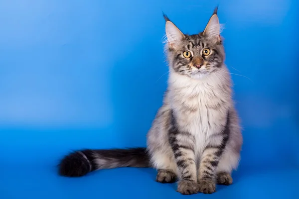 Maine coon katt på en blå bakgrund Royaltyfria Stockbilder