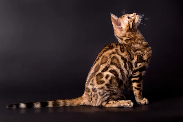 Bengal katt på en svart bakgrund Royaltyfria Stockbilder