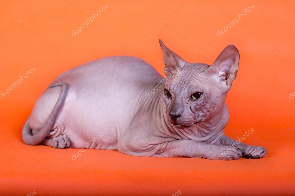 orange sphynx cat