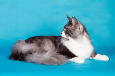 Purebred kedi Maine Coon