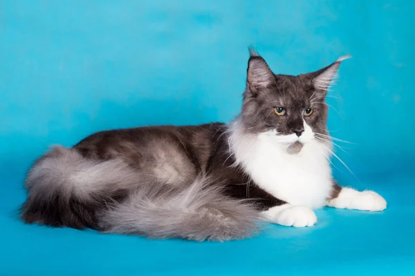 Purebred cat Maine Coon — Stock Photo, Image