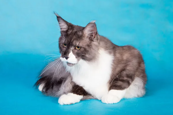 Gato de pura raza Maine Coon —  Fotos de Stock