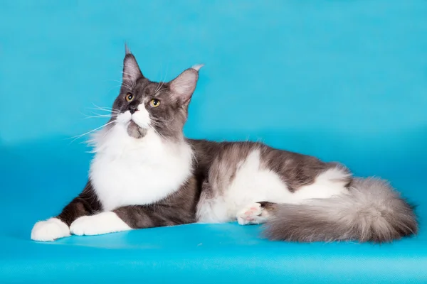 Purebred kedi Maine Coon — Stok fotoğraf