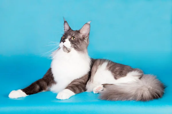 Rasowe zwierzę Kot rasy Maine Coon — Zdjęcie stockowe