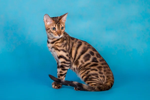 Renrasig bengal katt Royaltyfria Stockbilder