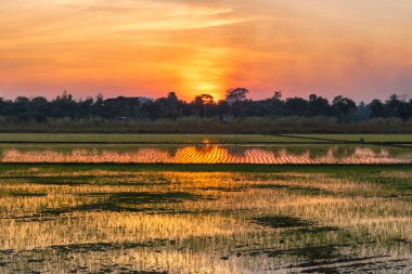 Güzel yeşil pirinç tarlaları ve gün doğumu
