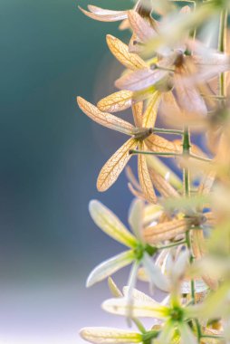 Kapalı yeşil çiçekler, çiçek açan Petrea hacimlerinin L. Yeşil çivit çiçekleri yaz zamanı çok güzel uzun demet.