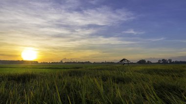 Güzel yeşil pirinç tarlaları ve gün doğumu