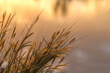 Bir siluetin yakın plan çekimi Gün batımı arka planında kuru çimenler. 