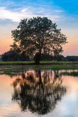 Tarladaki büyük ağacın su yansıması.