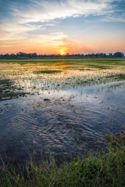Güzel yeşil pirinç tarlaları ve gün doğumu