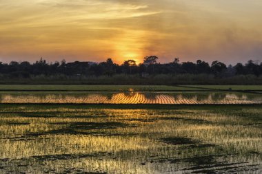 Güzel yeşil pirinç tarlaları ve gün doğumu