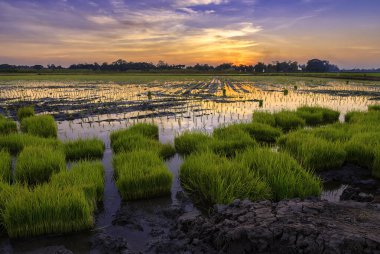 Pirinç tarlasında ekmeden önce hazırlanan küçük pirinç bitkisinin manzarası, fidanlıklarda fidanlar.
