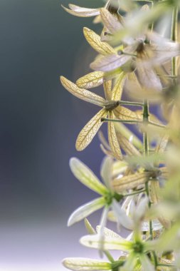 Kapalı yeşil çiçekler, çiçek açan Petrea hacimlerinin L. Yeşil çivit çiçekleri yaz zamanı çok güzel uzun demet.