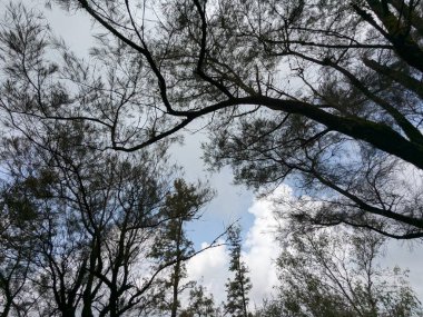 Yapraksız ağaç dalları çerçeve boyunca uzanıyor ve ormanlık bir alanda bulutlu ve kısmen mavi bir gökyüzüne karşı koyu bir siluet oluşturuyor..