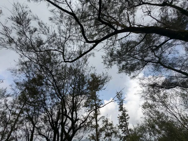 Dalları görünen çam ağaçlarının siluetleri, sakin bir orman tepesinde, beyaz bulutlu mavi bir gökyüzüne kurulmuş..
