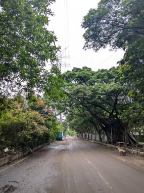 Bereketli ağaçlar ve sarkık yapraklarla çevrili sakin bir şehir yolu, huzurlu bir tünel gibi yeşil bir örtü oluşturuyor..