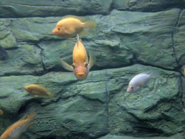 Birkaç portakallı tatlı su balığı katmanlı taş dokuları ve yumuşak sualtı ışıklarıyla kayalık bir akvaryum duvarının önünde sakince yüzer..