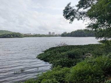 Sahil şeridi bitkileri ve ağaçlarla çevrili sakin bir göl manzarası, bulutlu bir gökyüzünün altında gün ışığında uzak arazi şekilleri..
