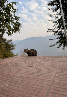 Bir kedi uzak tepeleri ve görülebilir yumuşak bulutları olan desenli fayansların üzerinde sessizce oturur.