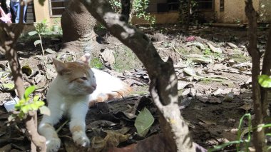 Küçük ağaçların altında, yaprakların ve güneş ışığının arasından süzülen bir kedi sakince yerde yatıyor..