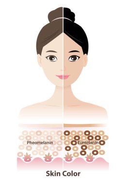 Kadın yüz vektör illüstrasyonundaki iki ten rengi karşılaştırması. İki ana melanin, feomelanin ve ömelanin türünün kesitleri derinin epidermal tabakasında melanositler tarafından üretilir..