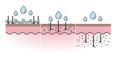 Moleküler ağırlıkla hyaluronik asit düz ikon illüstrasyonunun karşılaştırılması. Yüksek, orta ve düşük moleküler HA, yüzeyde kalın ve deri tabakasının derinliklerinde kalın. Cilt soğurma kavramının bilgileri.