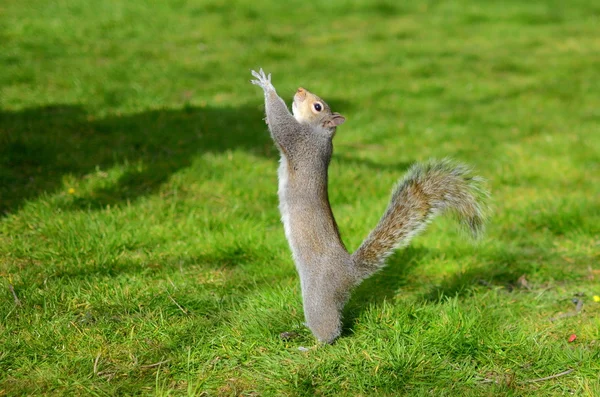 Squirrel on the ground — Stock Photo, Image