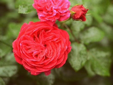 Bahçedeki güzel güller