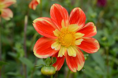Bahçedeki Dahlia