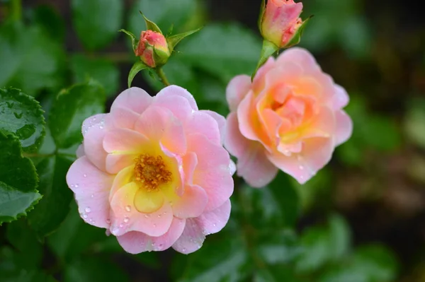 Schöne Rosen im Garten — Stockfoto