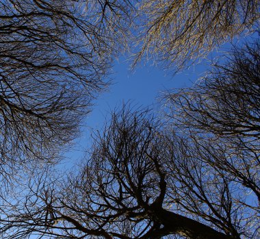 Skywards ağaçların taç ile seyir