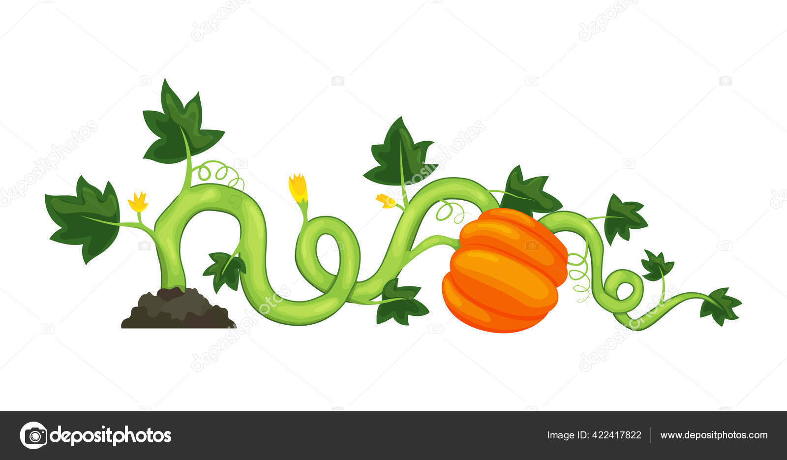 Life cycle of growth pumpkin plant on white background. Ripe vegetable. Vector illustration in flat design Stock Vector Image by © #422417822 Life cycle of growth pumpkin plant on white background. Ripe vegetable. Vector illustration in flat design Stock Vector Image by © #422417822