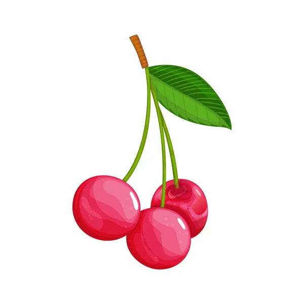 Frutta colorata. Icona della ciliegia. Illustrazione vettoriale bacca e frutta in stile fumetto piatto, isolato su bianco. Stile di vita sano o concetto di cibo vegetariano — Vettoriale Stock
