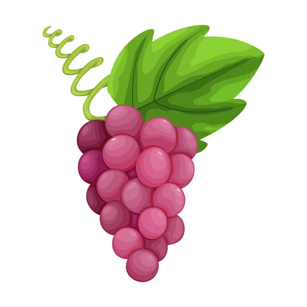 Fruit coloré. Raisins ou icône du raisin. Illustration vectorielle baie et fruits en dessin animé plat, isolé sur blanc. Mode de vie sain ou concept alimentaire végétarien — Image vectorielle