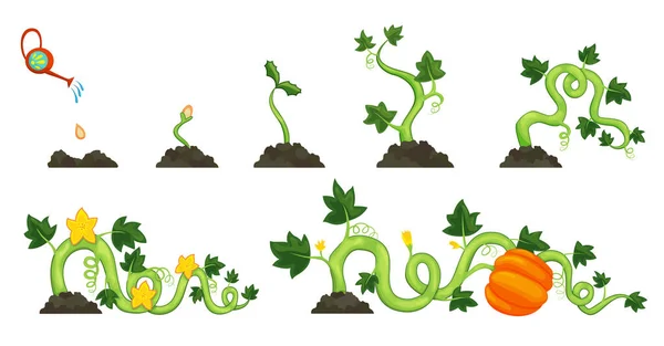 Levenscyclus van de groei pompoen plant op witte achtergrond. Planten proces van zaden, ontkiemen en bloeien tot rijpe groenten. Vector illustratie in plat ontwerp — Stockvector