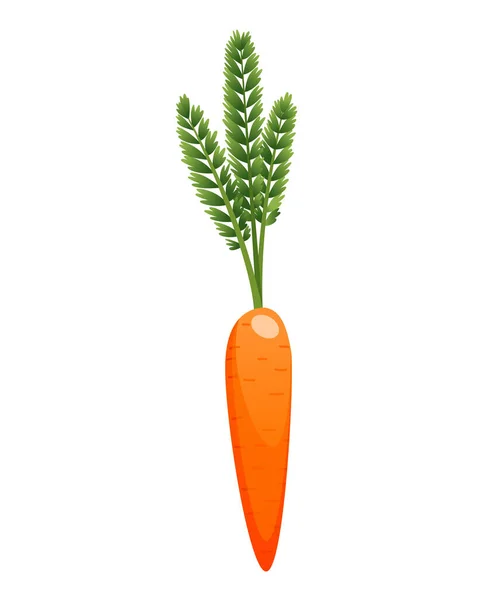 Zanahorias con hojas en la parte superior y raíz naranja. Caricatura fresca zanahoria joven. Alimento vegetal saludable. Ilustración vectorial sobre fondo blanco aislado — Vector de stock