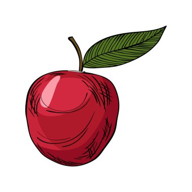 Suluboya eko frut. Kırmızı çizgili elma. Beyaz arka planda kırmızı elmanın renkli çizimi. Vektörde elle çizilmiş taze gıda tasarımı ögesi