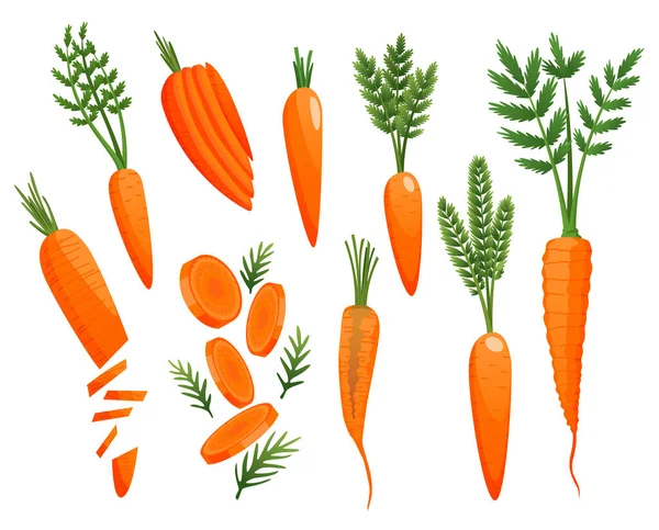 Zanahoria. Raíces de naranja, tapas de zanahoria verde. Bosquejo vectorial vegetal. Vegetales frescos de dibujos animados aislados sobre fondo blanco — Vector de stock